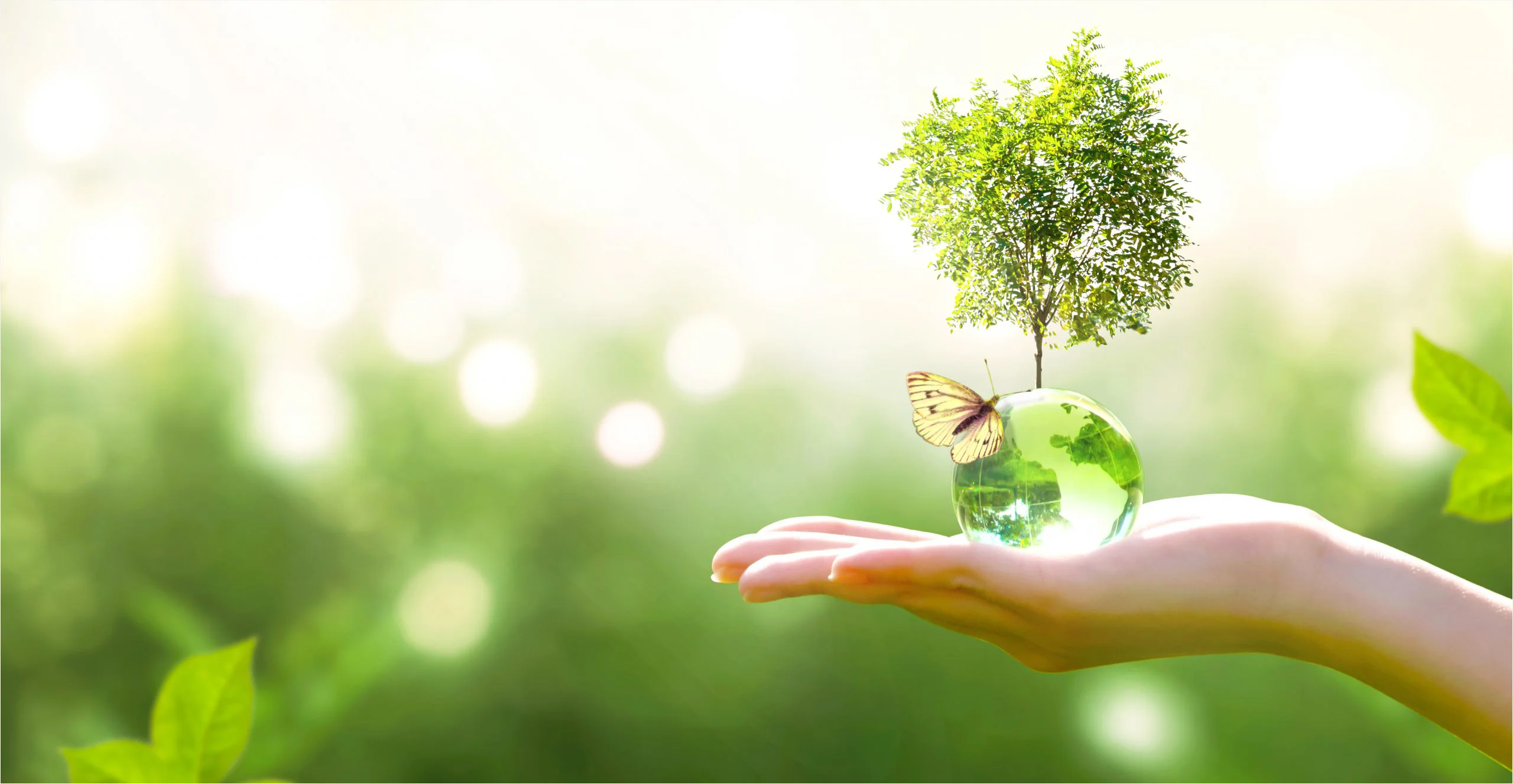 Bàn tay nâng cây non cùng bướm giữa khung cảnh thiên nhiên tươi sáng