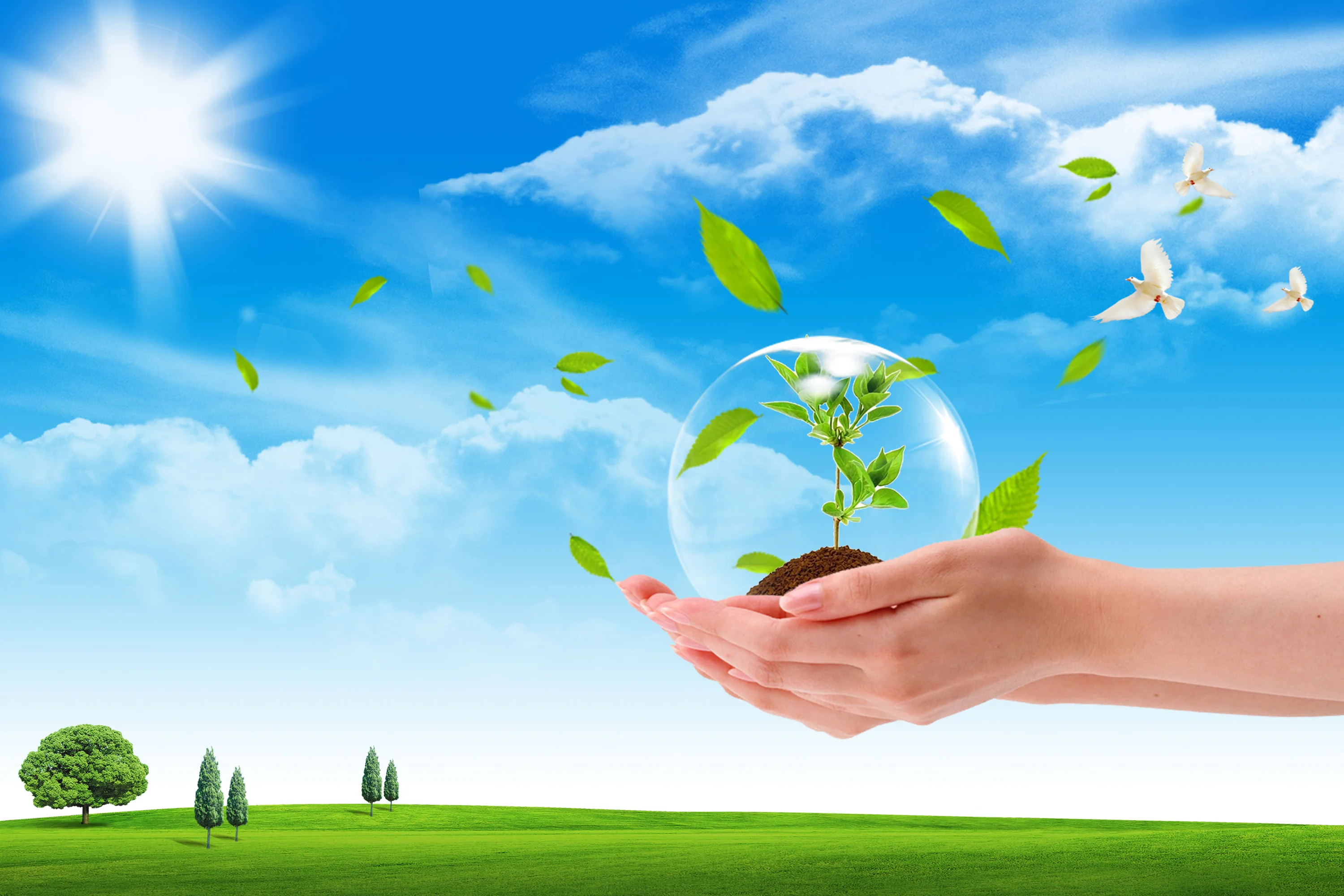 Bàn tay nâng cây non giữa bầu trời xanh và cánh đồng, truyền tải thông điệp bảo vệ môi trường