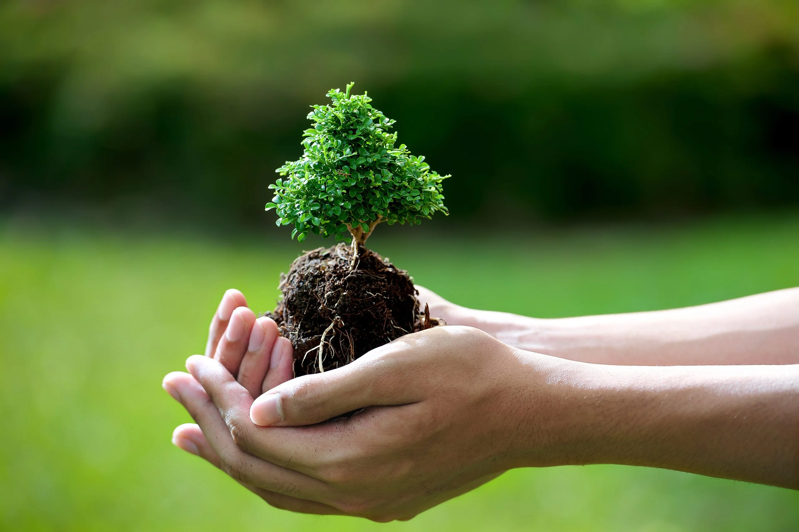 Đôi tay ôm bầu đất trồng cây non trên nền thiên nhiên xanh