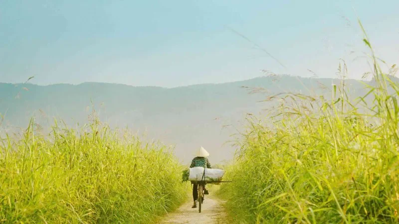 Hình ảnh bình yên góc đường làng - hình 4