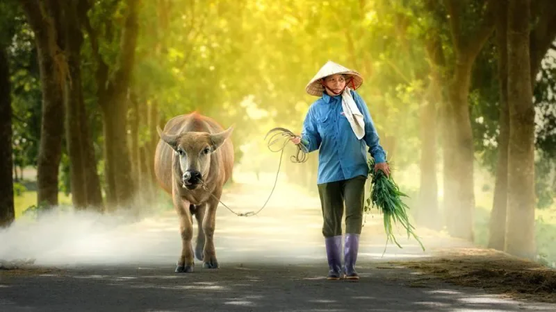 Hình ảnh bình yên góc đường làng - hình 1