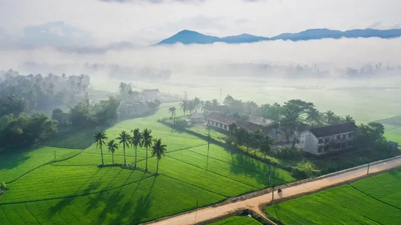 Hình ảnh đồng lúa thẳng cánh cò bay - hình 2
