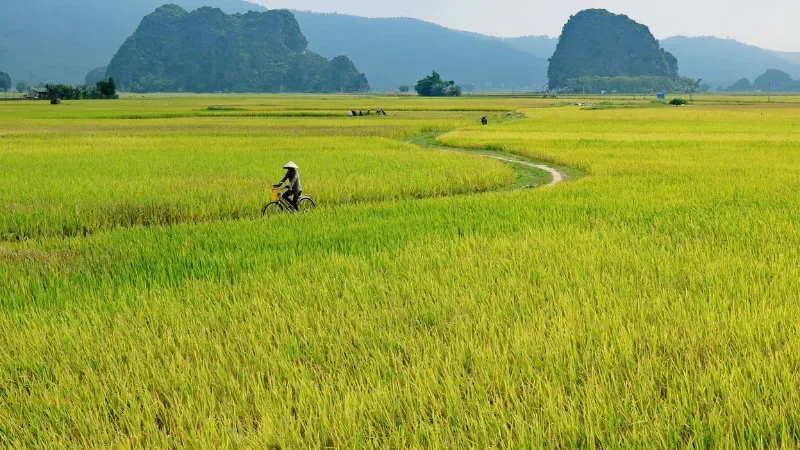 Hình ảnh đồng lúa thẳng cánh cò bay - hình 1
