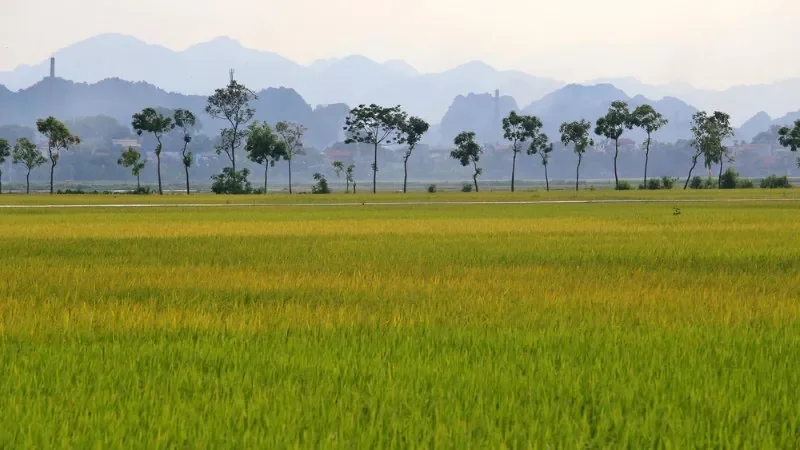 Hình ảnh đồng lúa thẳng cánh cò bay - hình 6