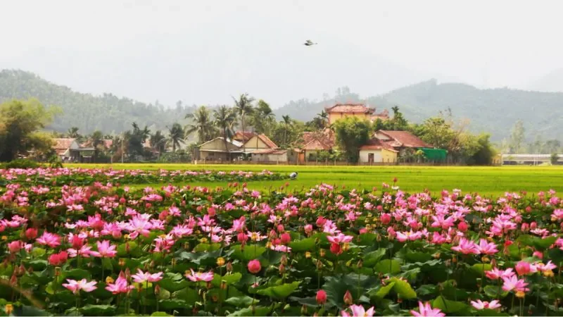 Hình ảnh cánh đồng hoa sen làng quê - hình 4