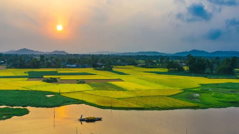 Hình ảnh đồng lúa thẳng cánh cò bay - hình 4