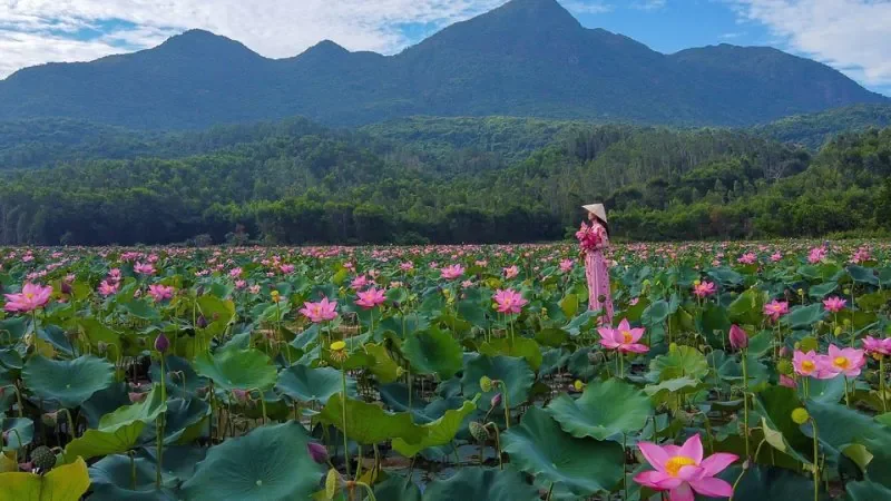 Hình ảnh cánh đồng hoa sen làng quê - hình 2