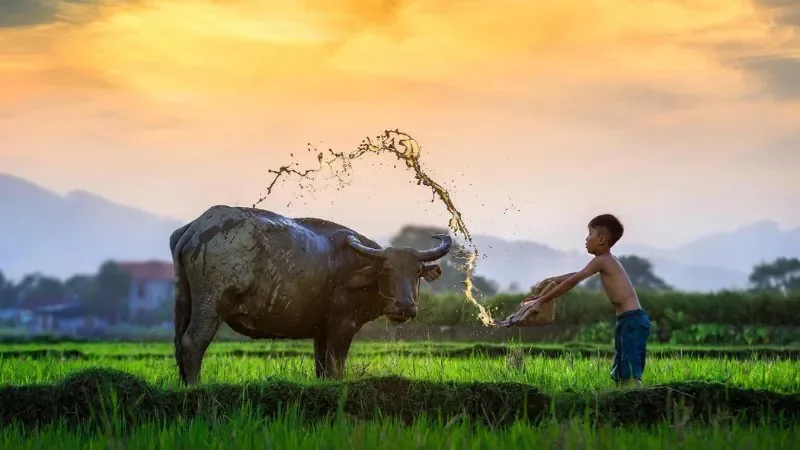 Hình ảnh bình yên có em bé chăn trâu thả diều - hình 5