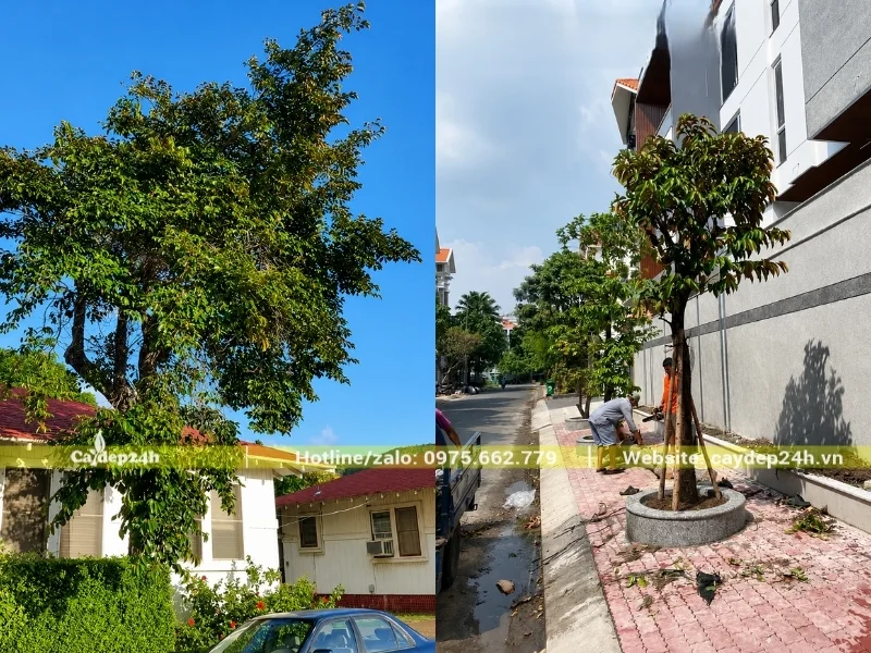 Trồng cây vú sữa trước nhà tốt hay xấu? Tư vấn chọn vị trí