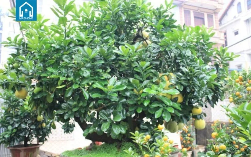 trồng cây vú sữa trước nhà, hình 29