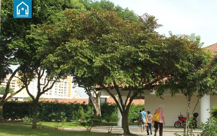 trồng cây vú sữa trước nhà, hình 67