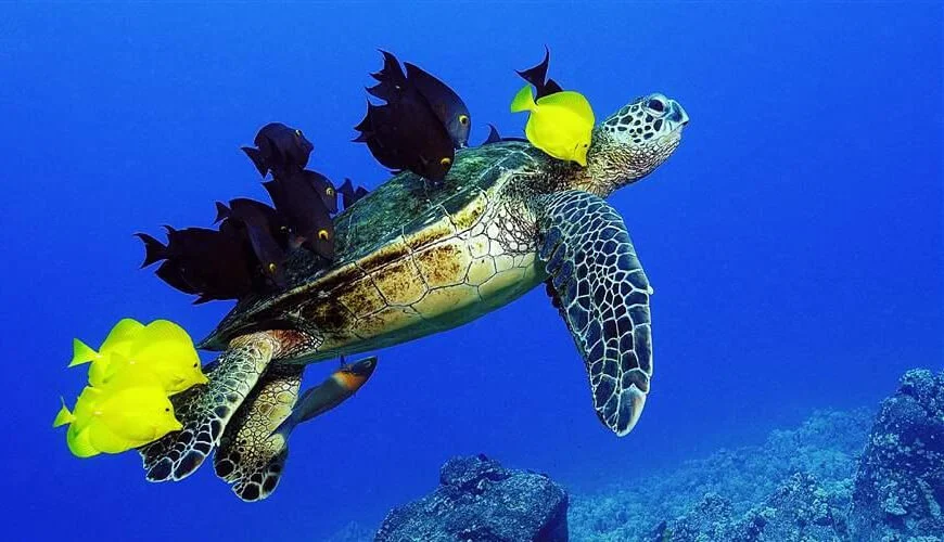 hình nền động rùa biển bơi cùng đàn cá vàng dưới đại dương xanh