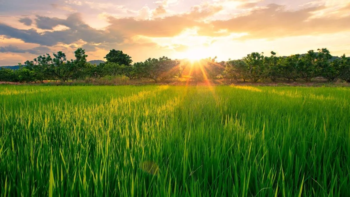 Ảnh làng quê Việt Nam với cánh đồng ruộng lúa