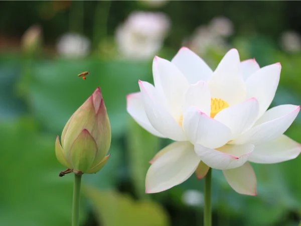 Ý Nghĩa Hoa Sen Trắng và Hình Ảnh Sen Trắng Đẹp 2026 – Flosa