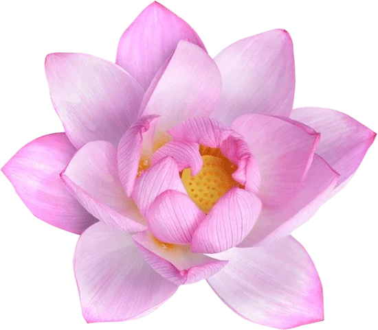 Hình Ảnh Hoa sen | Canva (2)