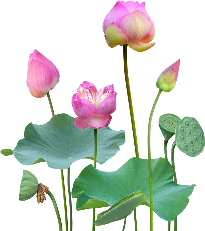 Hình ảnh Hoa sen, lá sen 1