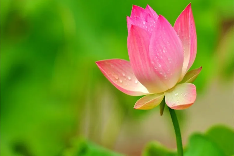 Hình ảnh hoa sen đẹp nhất: Ý Nghĩa & BST ảnh chất lượng cao