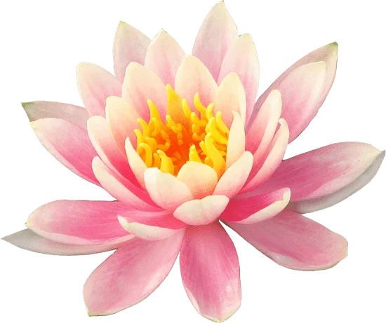 Hình Ảnh Hoa sen | Canva