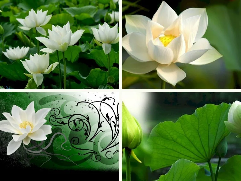 Top 101 hình ảnh hoa sen trắng đẹp nhất (2)