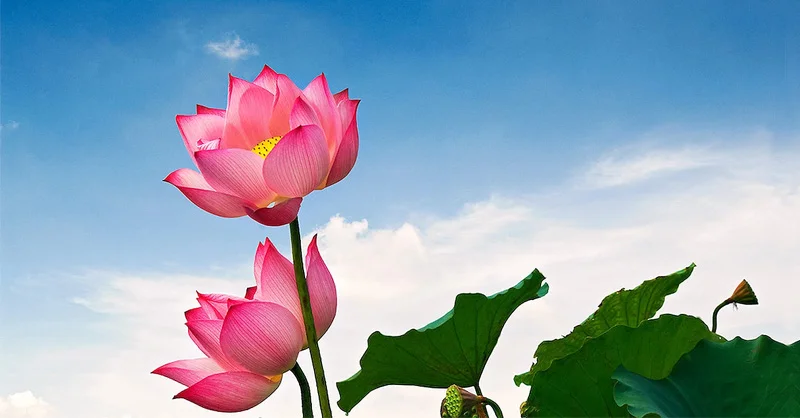 TOP hình nền hoa sen đẹp cho điện thoại và máy tính (2)
