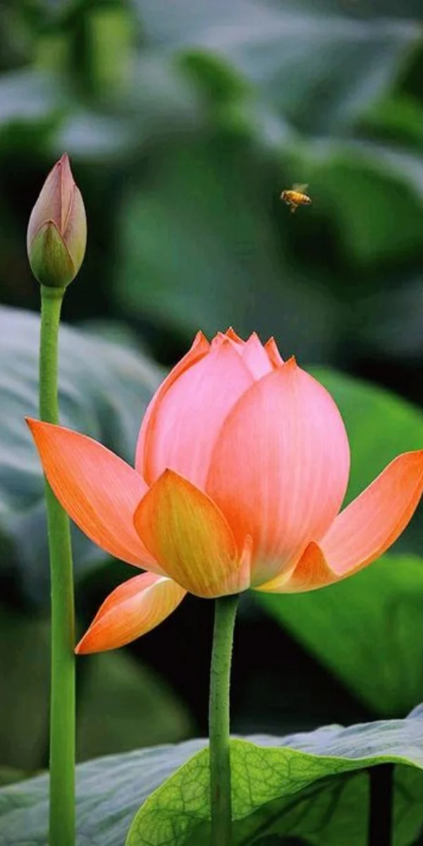 Nụ hoa sen cam hồng sắp nở cạnh lá sen với ong bay, hình ảnh hoa sen tự nhiên