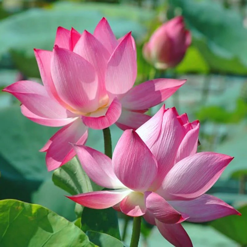 Hoa Sen - Ý Nghĩa Trong Phật Giáo, Phong Thủy, Tình Yêu, Cuộc Sống