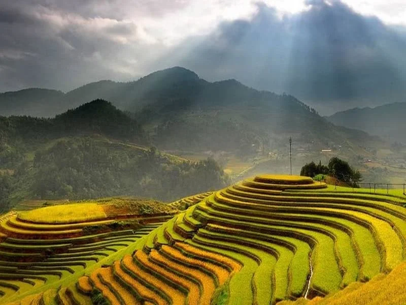 Ruộng bậc thang màu vàng làm hình nền mệnh thổ