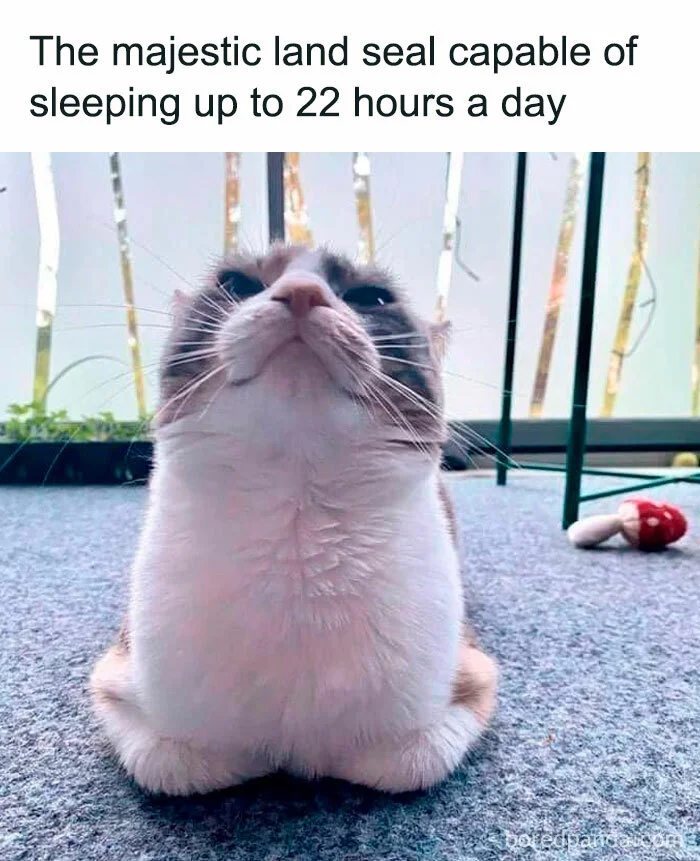Hình tô màu cô bé ôm mèo dễ thương