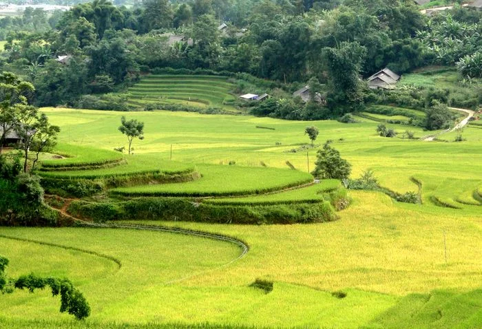 Hình nền ruộng bậc thang xanh tươi