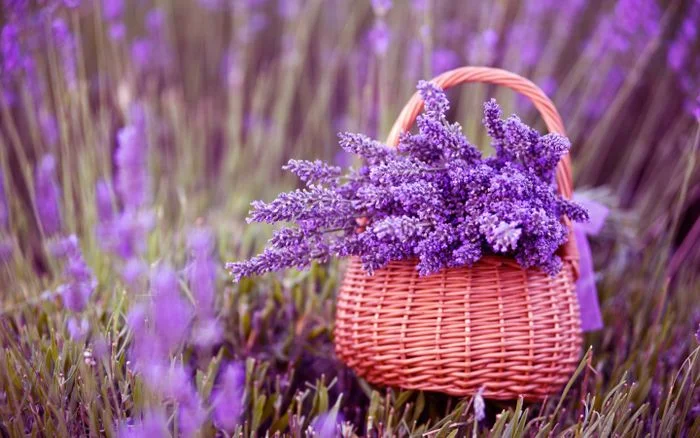 Hình nền giỏ hoa lavender tươi trong đồng hoa tím
