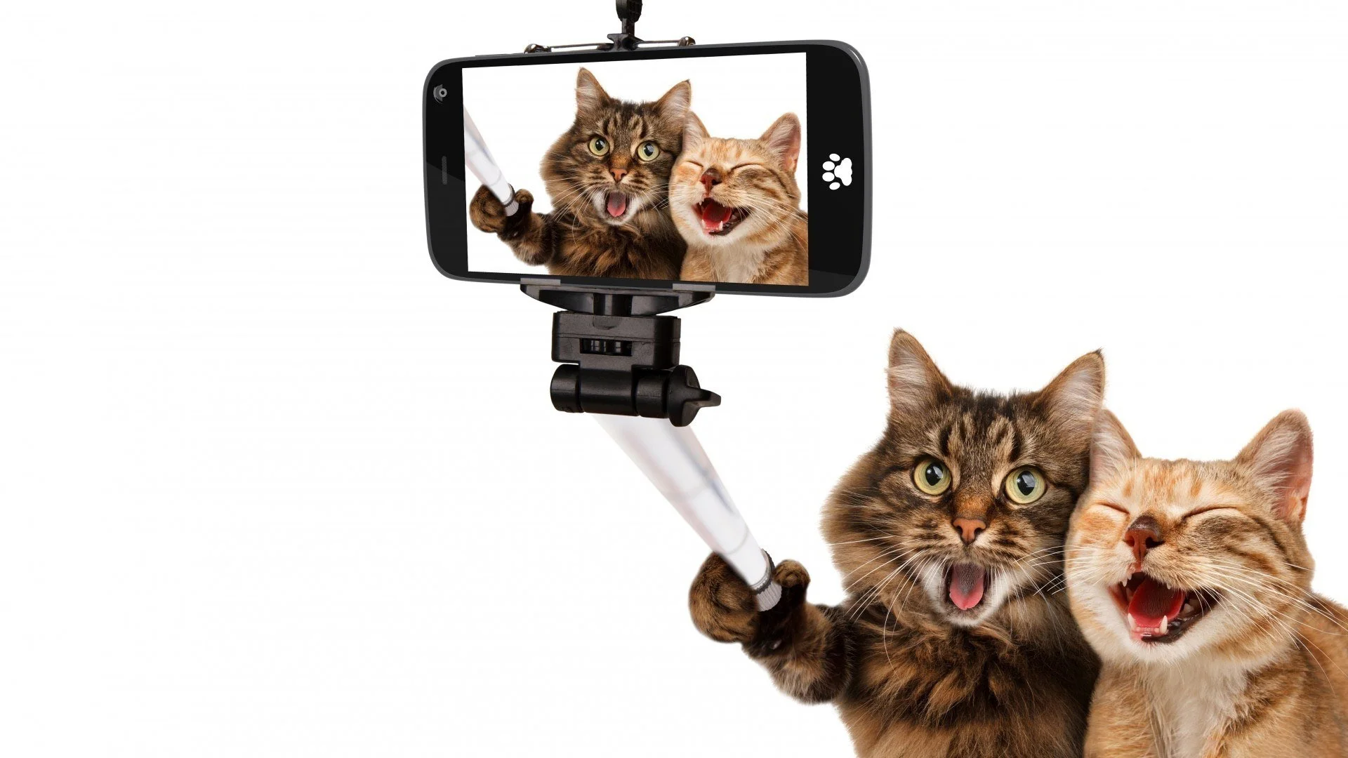 Hình nền hài mèo con đang selfie bằng điện thoại
