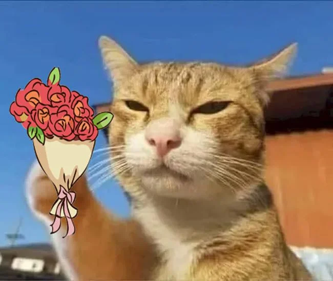 Tuyển tập meme mèo tặng hoa hài hước, dễ thương và ngộ nghĩnh