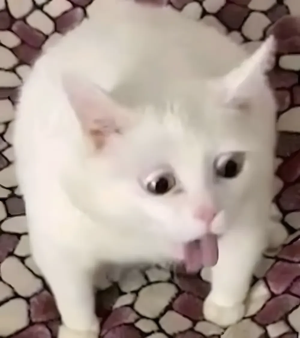 anh meo meme hai huoc 2