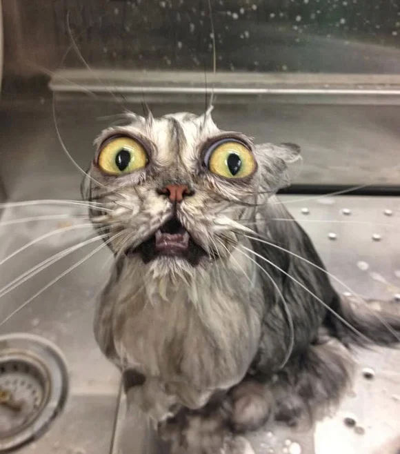 Tổng hợp 100+ meme mèo hài hước, cute, vui nhộn nhất 2024