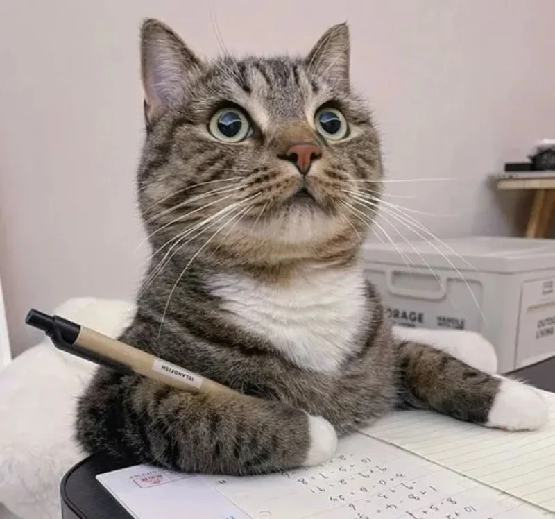 Chú mèo tabby đội mũ nồi đen ngồi bên cuốn sổ và cây bút, tạo dáng như đang ghi chép meme