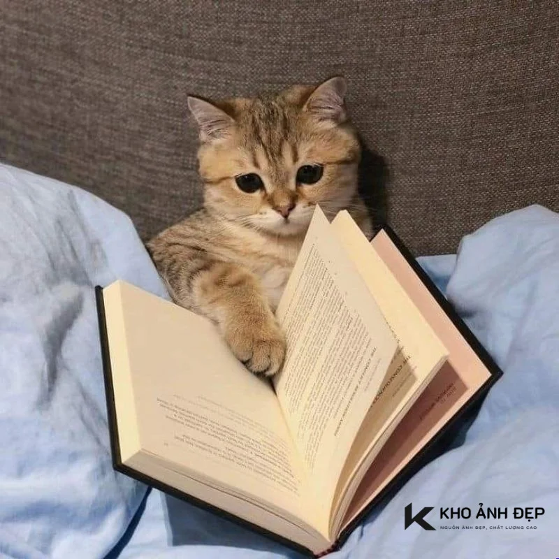 meme ghi chép với hình ảnh một chú mèo con đáng yêu đang đọc sách trên giường